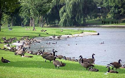 Canadian Geese at Silver Lake